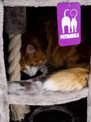 PETREBELS Superdome 120