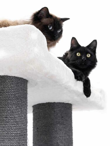 431464-ragdoll-200-12-1-1-375x500-1.jpeg PETREBELS Siberian 200 Blanc cassé