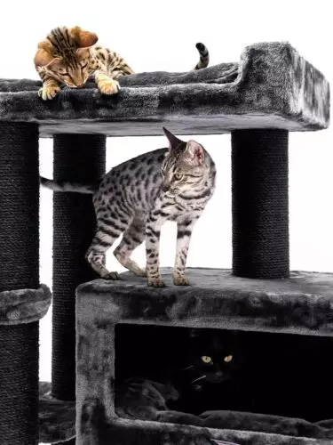 435993-estate-170-pepper-23-375x500.jpeg Arbre à chat Estate 170 PETREBELS