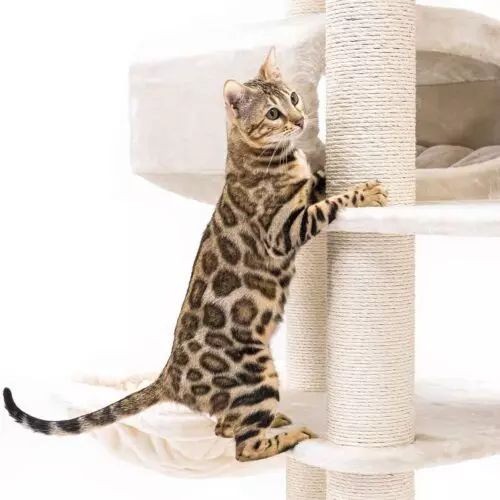 PETREBELS Arbre à chat Drive 195