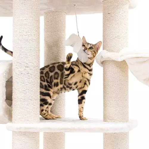 PETREBELS Arbre à chat Drive 195