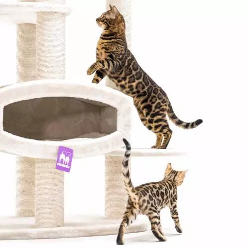PETREBELS Arbre à chat Drive 195