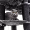 PETREBELS Arbre à chat Drive 195