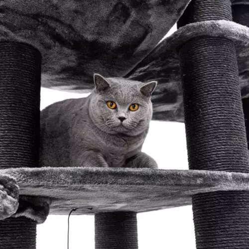 PETREBELS Arbre à chat Drive 195