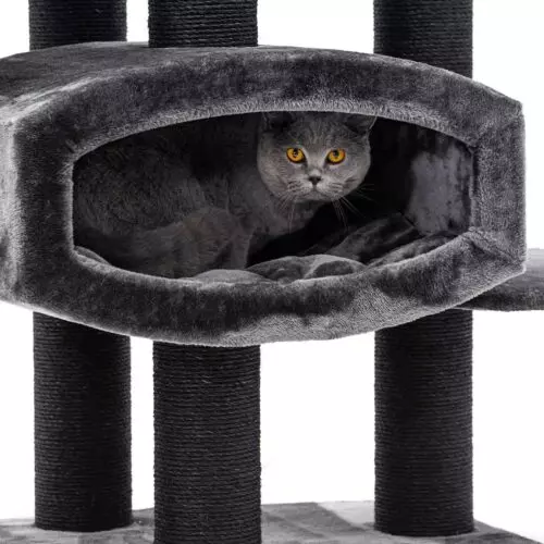 PETREBELS Arbre à chat Drive 195