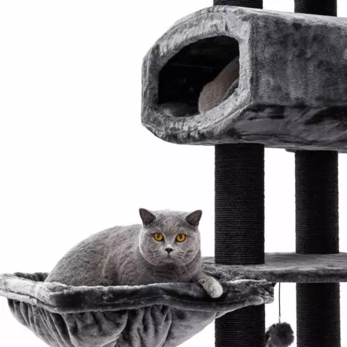 PETREBELS Arbre à chat Drive 195