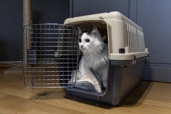 513770-s-01.jpeg CAGE DE TRANSPORT NOMAD GRIS FONCÉ