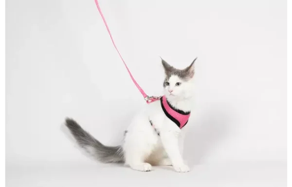 561595-s-02.png HARNAIS AVEC LAISSE Taille S pour chaton