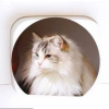 5i7u2mbeojo05vbbsjvu.png MPETS | Maison De Toilette Automatique M600 Smarto Wifi