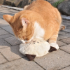 612900-aum-ller-baldi-willy-katzenspielkissen-cr-me-1000x1000-hs-04-7.png Coussin de jeu pour chat Baldi Willy