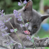 72915-aumueller-katzenspielzeug-regenbogenherz-hs-aum-katzenminze3-9.png Jouet Aumüller Cœur arc-en-ciel pour chat