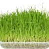 8204-e-01.png Herbe à chat