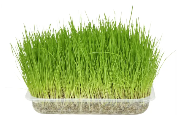 8204-e-01.png Herbe à chat