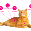 MilbemaxTab Chats à partir de 2kg - 2 Comprimés
