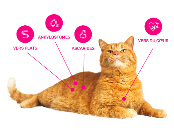 MilbemaxTab Chats à partir de 2kg - 2 Comprimés