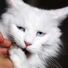 balle-d-herbe-a-chat-2-1.jpeg OEGGY - l'oeuf de cataire : herbe aux chats euphorisante