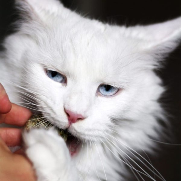 balle-d-herbe-a-chat-2-1.jpeg OEGGY - l'oeuf de cataire : herbe aux chats euphorisante