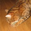 boulette-balle-d-herbe-aux-chats-2.jpeg Boulette - Balle d'herbe aux chats0,