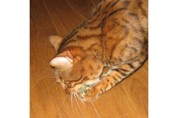 boulette-balle-d-herbe-aux-chats-2.jpeg Boulette - Balle d'herbe aux chats0,