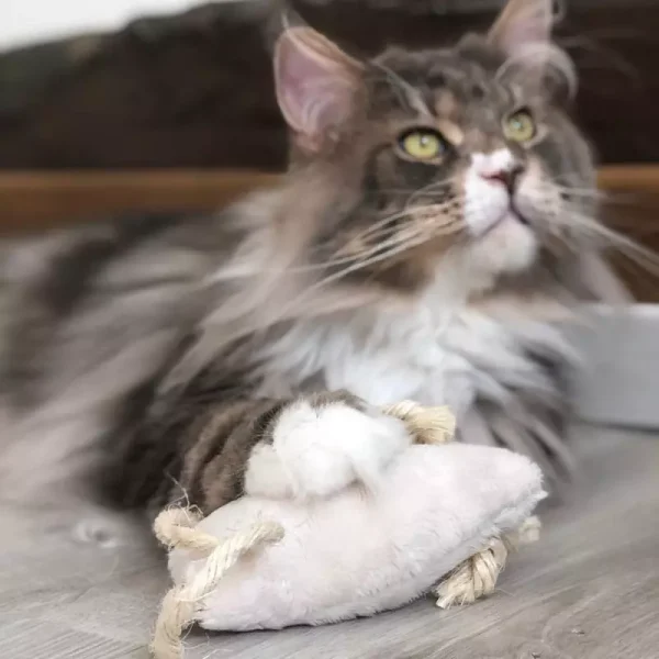 souris-a-la-valeriane-5.jpeg SCARLETT’ – La souris à la valériane apaisante